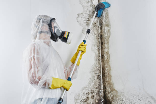 Why You Should Choose Our Mold Remediation Services in Cottage Grove, WI